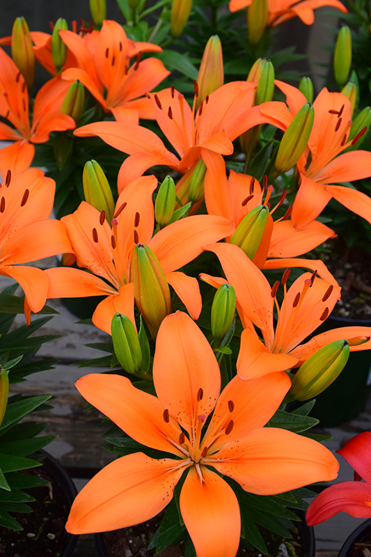 Matrix Orange® Lily flowers