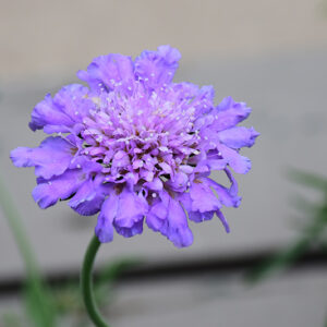 Butterfly Blue Pincushion Flower flowers
