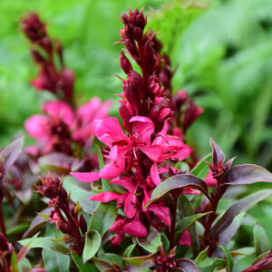 Gaudi&trade; Red Gaura flowers