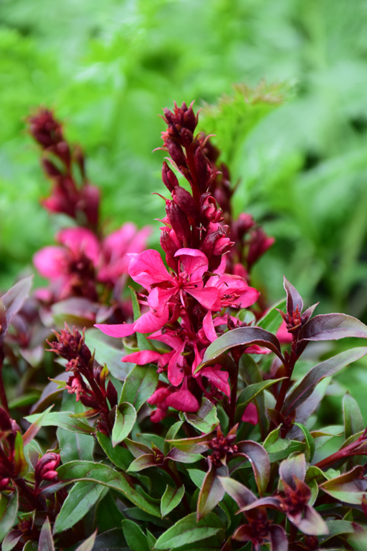 Gaudi™ Red Gaura flowers