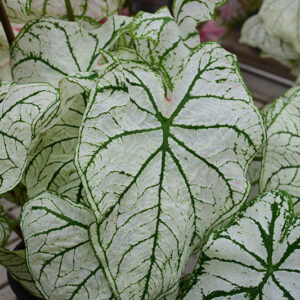White Christmas Caladium foliage