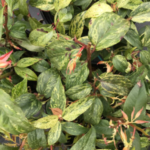 Rainbow Fetterbush foliage