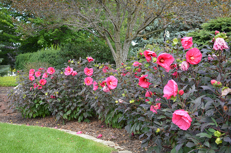 Summerific® Evening Rose Hibiscus in bloom