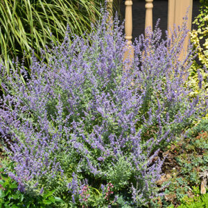 Rocketman Russian Sage in bloom
