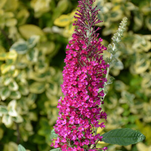 Monarch&reg; Queen Of Hearts Butterfly Bush flowers