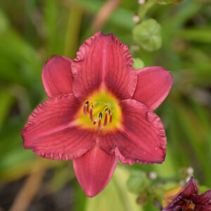 Pardon Me Daylily flowers