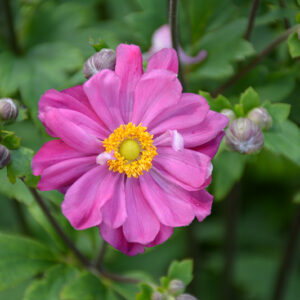 Curtain Call Deep Rose Anemone flowers
