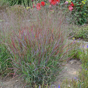Cheyenne Sky Switch Grass