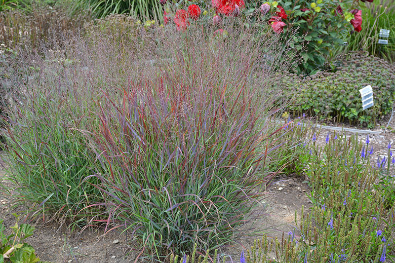 Cheyenne Sky Switch Grass