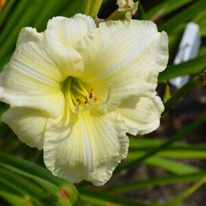 Joan Senior Daylily flowers