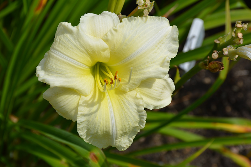 Joan Senior Daylily flowers