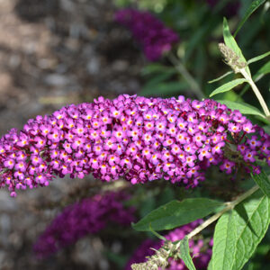 Magenta Munchkin Butterfly Bush flowers
