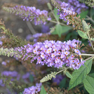 Lavender Cupcake Butterfly Bush flowers