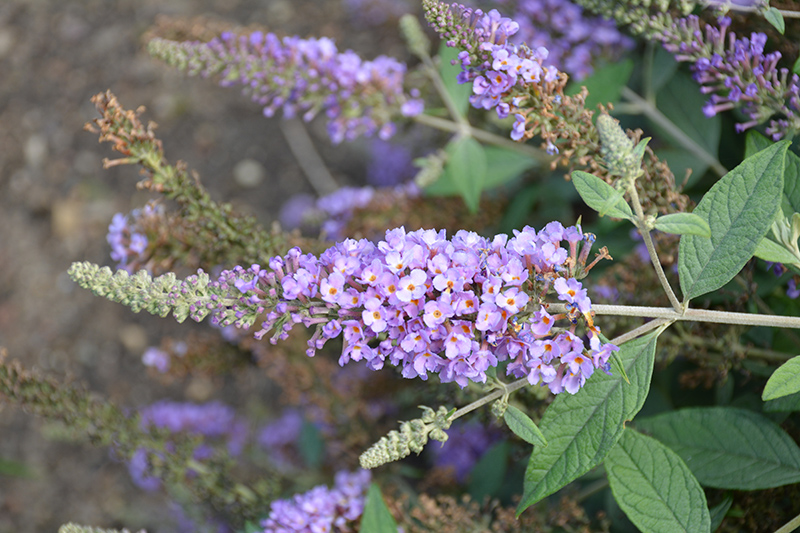 Lavender Cupcake Butterfly Bush flowers