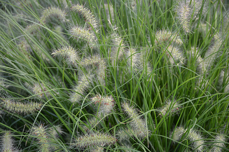 Little Bunny Dwarf Fountain Grass flowers