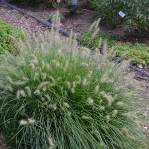 Little Bunny Dwarf Fountain Grass in bloom