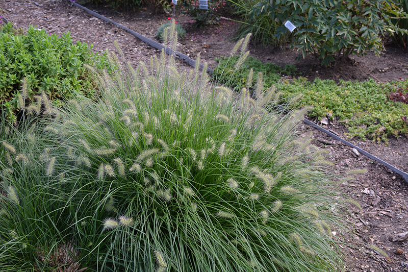 Little Bunny Dwarf Fountain Grass in bloom