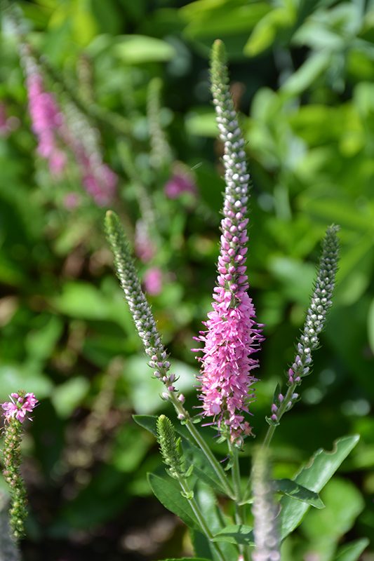 Perfectly Picasso Speedwell flowers