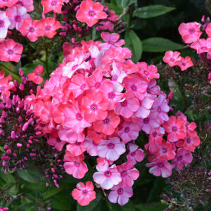 Garden Girls® Glamour Girl Garden Phlox flowers