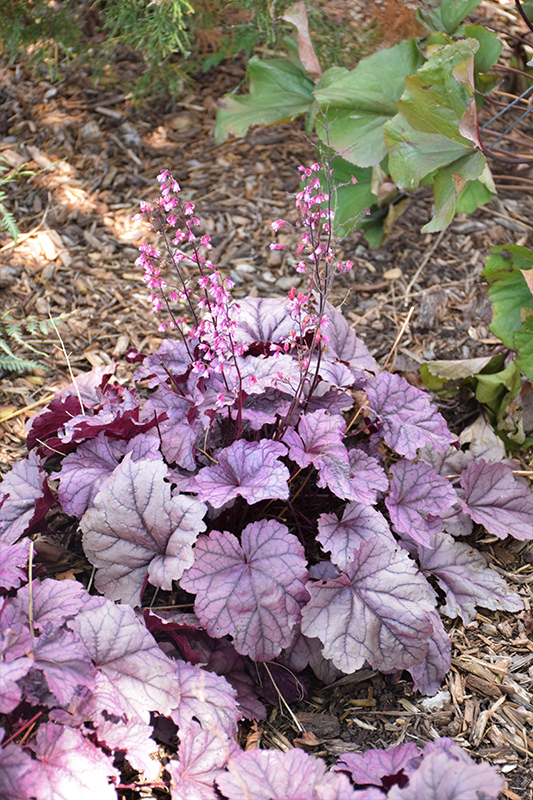 Pink Panther Coral Bells in bloom