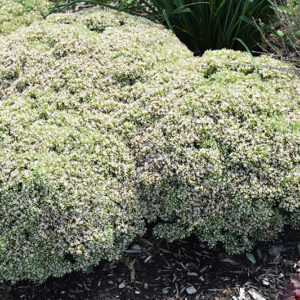 Rock 'N Round&trade; Bundle Of Joy Stonecrop in bloom