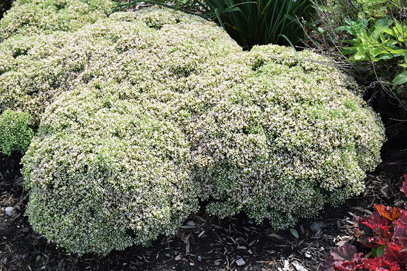 Rock 'N Round™ Bundle Of Joy Stonecrop in bloom