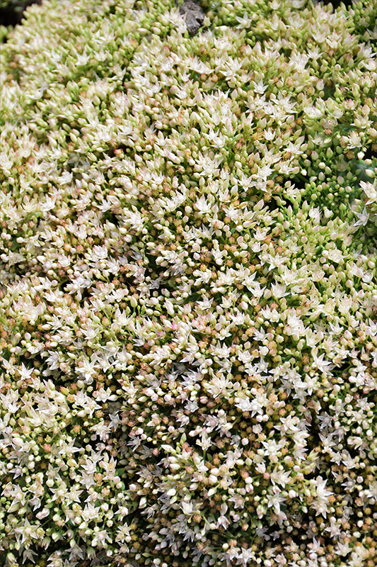 Rock 'N Round™ Bundle Of Joy Stonecrop flowers