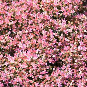 Rock 'N Round&trade; Pride and Joy Stonecrop flowers
