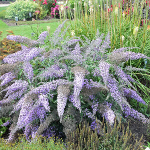 Grand Cascade Butterfly Bush in bloom