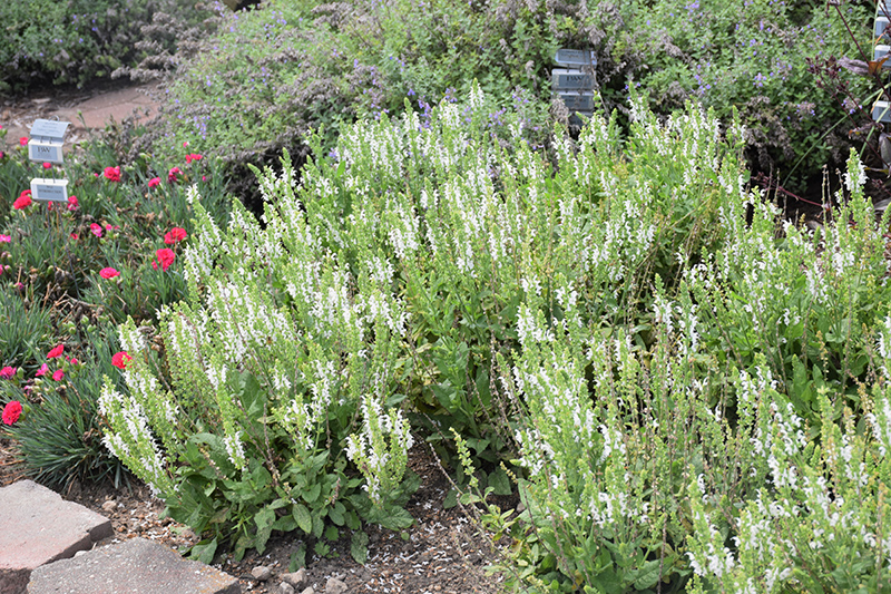 White Profusion Meadow Sage in bloom