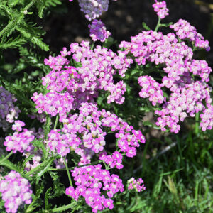 Firefly Amethyst Yarrow flowers