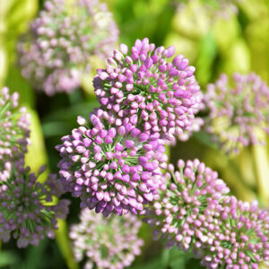 Medusa Ornamental Onion flower buds