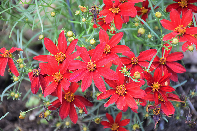 Sizzle And Spice® Hot Paprika Tickseed flowers