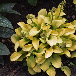 Sun Mouse Hosta