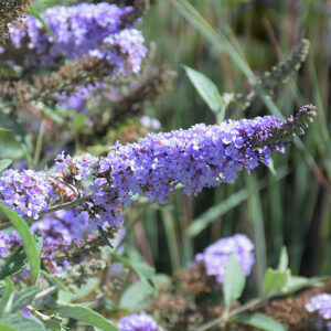 Monarch&reg; Glass Slippers Butterfly Bush flowers