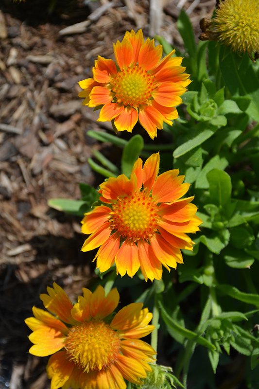 Mesa Peach Blanket Flower flowers