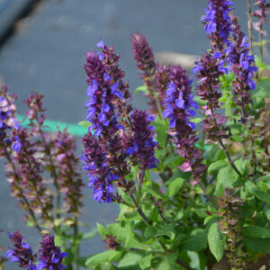 New Dimension&trade; Blue Sage flowers