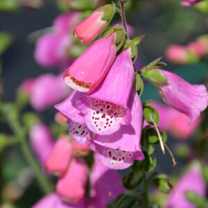 Pink Panther&reg; Foxglove flowers