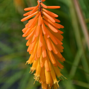 Mango Popsicle&trade; Torchlily flowers