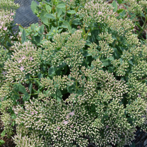 Rock Star Stonecrop flower buds
