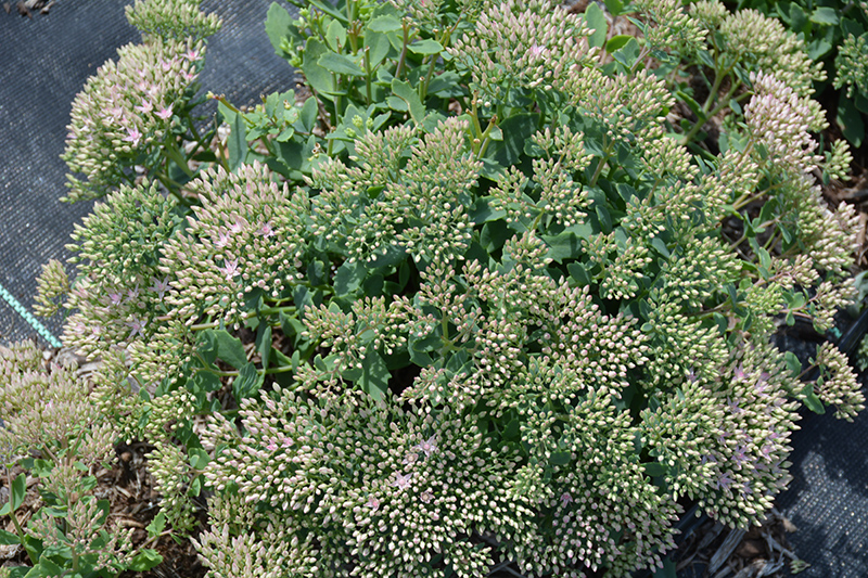 Rock Star Stonecrop flower buds