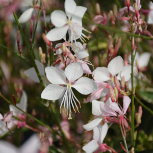 Walberton's&reg; Snow Fountain Gaura flowers