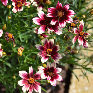 Satin & Lace&trade; Berry Chiffon Tickseed flowers