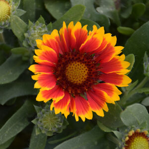 SpinTop&trade; Red Starburst Blanket Flower flowers