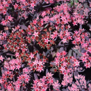 Plum Dazzled Stonecrop flowers