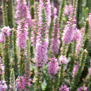 Moody Blues&reg; Dark Pink Speedwell flowers