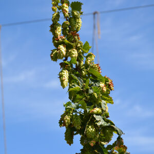 Sterling Hops fruit