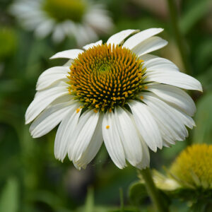 Prairie Splendor&trade; Compact White Coneflower flowers