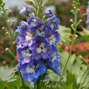 Aurora&trade; Blue Larkspur flowers
