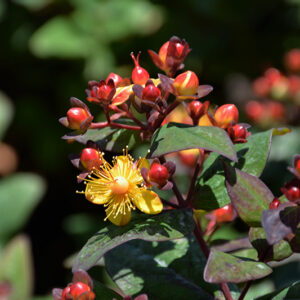 Magical&reg; Midnight Glow St. John's Wort flowers